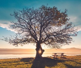 Sun through the tree Stock Photo
