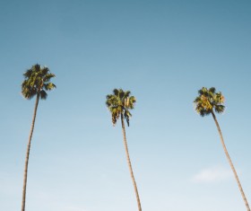 Tall areca trees under blue sky Stock Photo