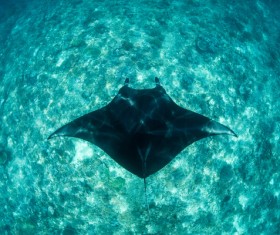 The devil fish in the sea Stock Photo