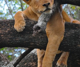 The lion lying on the tree resting Stock Photo