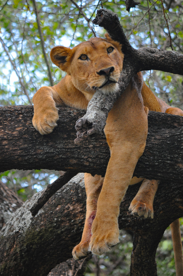 The lion lying on the tree resting Stock Photo