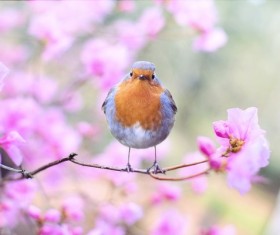 The robin on the branches Stock Photo