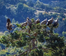 Tree habitat vultures Stock Photo