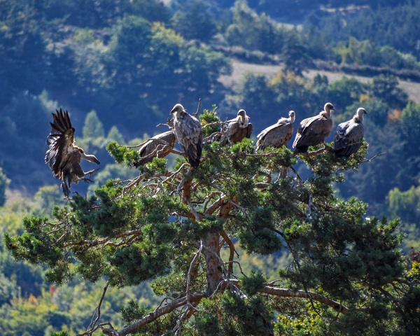 Tree habitat vultures Stock Photo