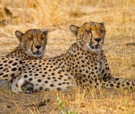Two African leopards Stock Photo