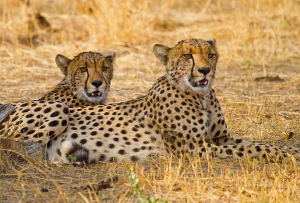 Two African leopards Stock Photo