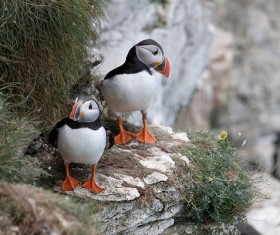 Two puffins Stock Photo