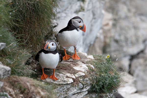 Two puffins Stock Photo