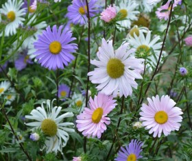 Various colors of small daisy flowers Stock Photo