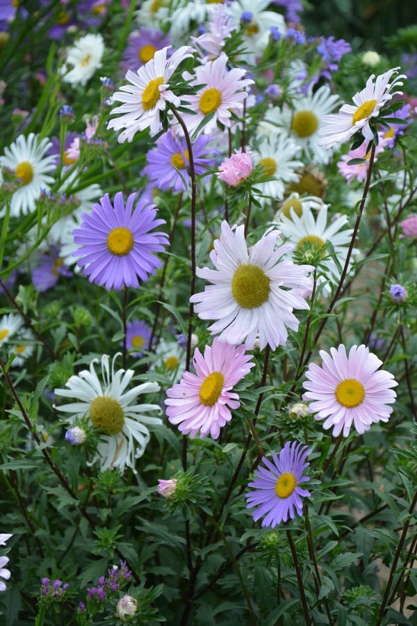 Various colors of small daisy flowers Stock Photo