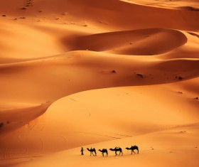 Walking in the desert camel team Stock Photo 01
