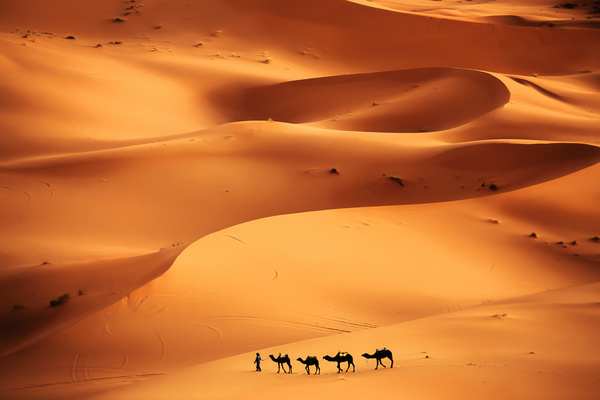 Walking in the desert camel team Stock Photo 01