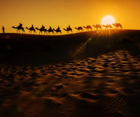 Walking in the desert camel team Stock Photo 02