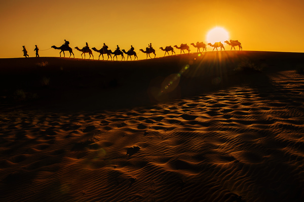 Walking in the desert camel team Stock Photo 02