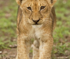 Walking little lion Stock Photo