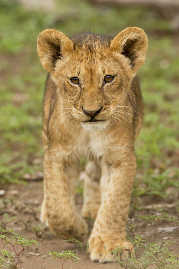 Walking little lion Stock Photo