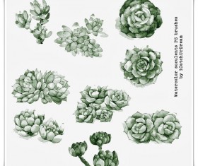 Watercolor succulets Photoshop Brushes