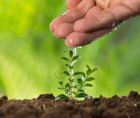 marijuna watering seedlings best practice most efficient marijuna watering seedlings best practice most efficient