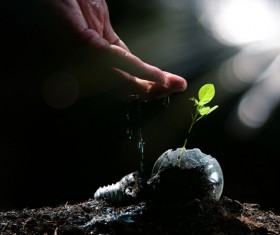 Watering plant seedlings Stock Photo 02