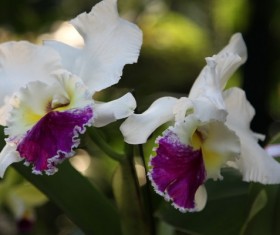 White Butterfly Bonsai Stock Photo
