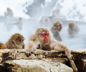 Wild monkeys relaxing in hot stream Stock Photo