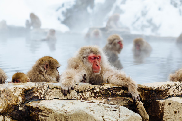 Wild monkeys relaxing in hot stream Stock Photo