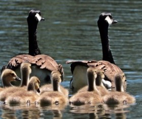 Wildlife photography Stock Photo