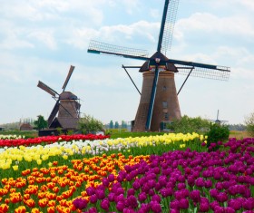 Windmills and tulips Stock Photo