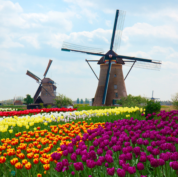 Windmills and tulips Stock Photo