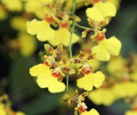 Yellow orchid orchid Stock Photo