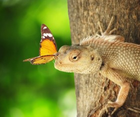 butterfly on the head of a lizard Stock Photo