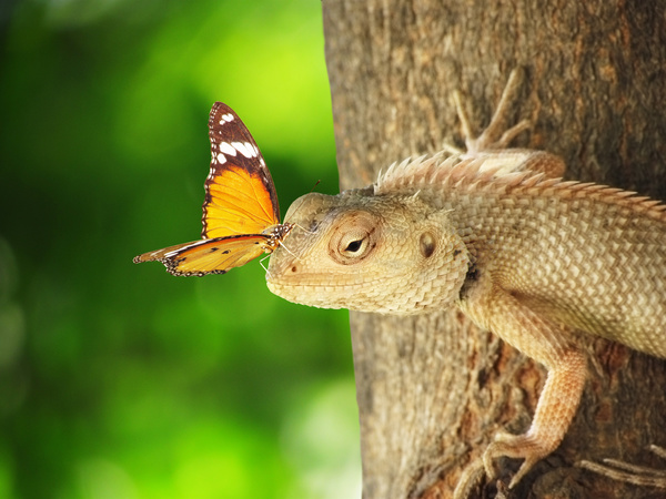 butterfly on the head of a lizard Stock Photo