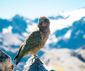eagle perching on rocky mountain Stock Photo