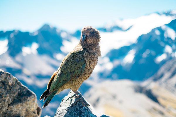 eagle perching on rocky mountain Stock Photo