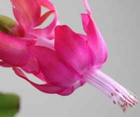 microspur red flowers Stock Photo