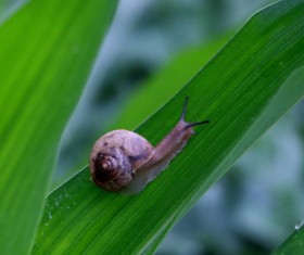 small snail on a green leaf Stock Photo