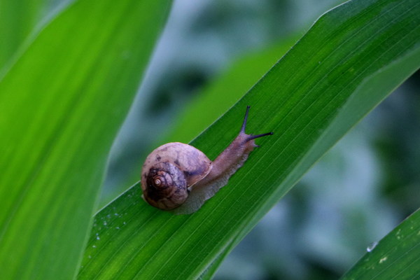 small snail on a green leaf Stock Photo