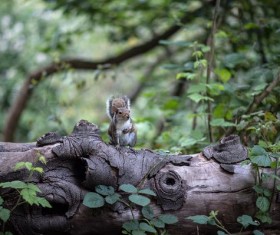 small squirrel standing on the trunk Stock Photo