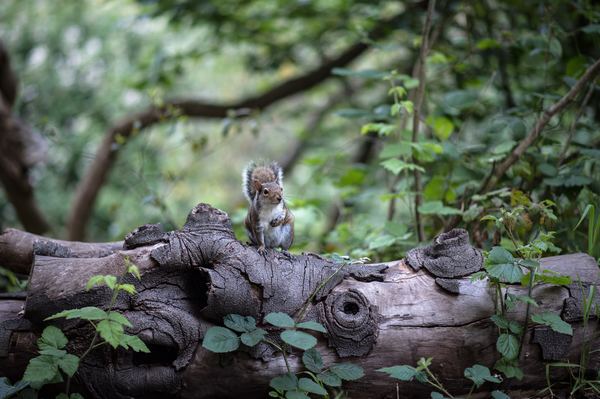 small squirrel standing on the trunk Stock Photo