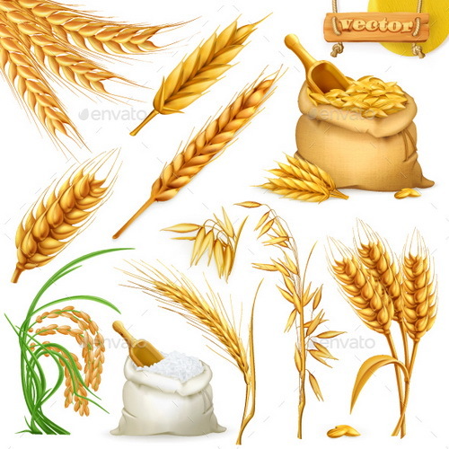 wheat illustration vector material 01