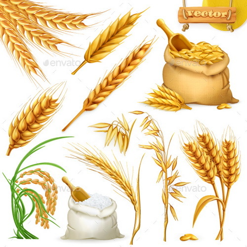 wheat illustration free download