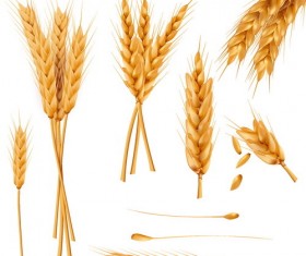 wheat illustration vector material 02