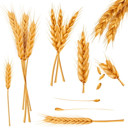 wheat illustration vector material 02
