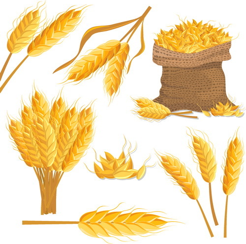 wheat illustration vector material 03