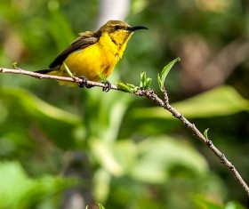 A yellow bird on the branch Stock Photo