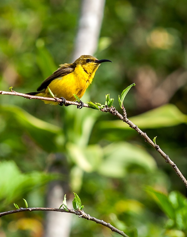 A yellow bird on the branch Stock Photo