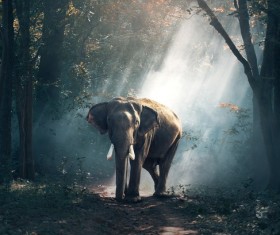 Asian elephant Stock Photo