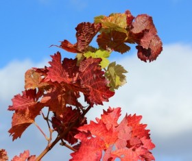 Autumn red maple leaf Stock Photo