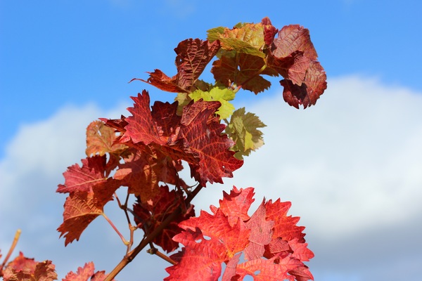 Autumn red maple leaf Stock Photo