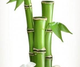 Bamboo with white flower vector